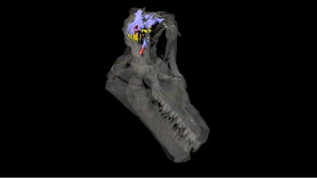 Sarmientosaurus - mobile-friendly skull/endocast