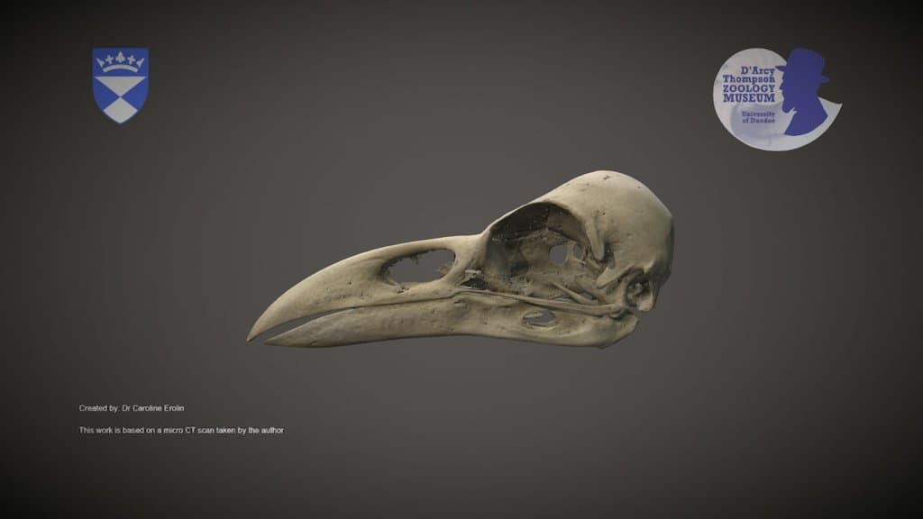 Raven skull
