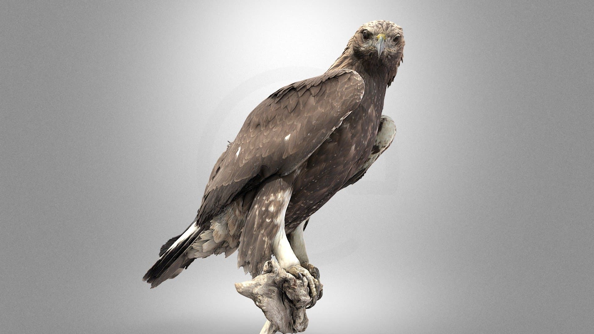 Golden eagle