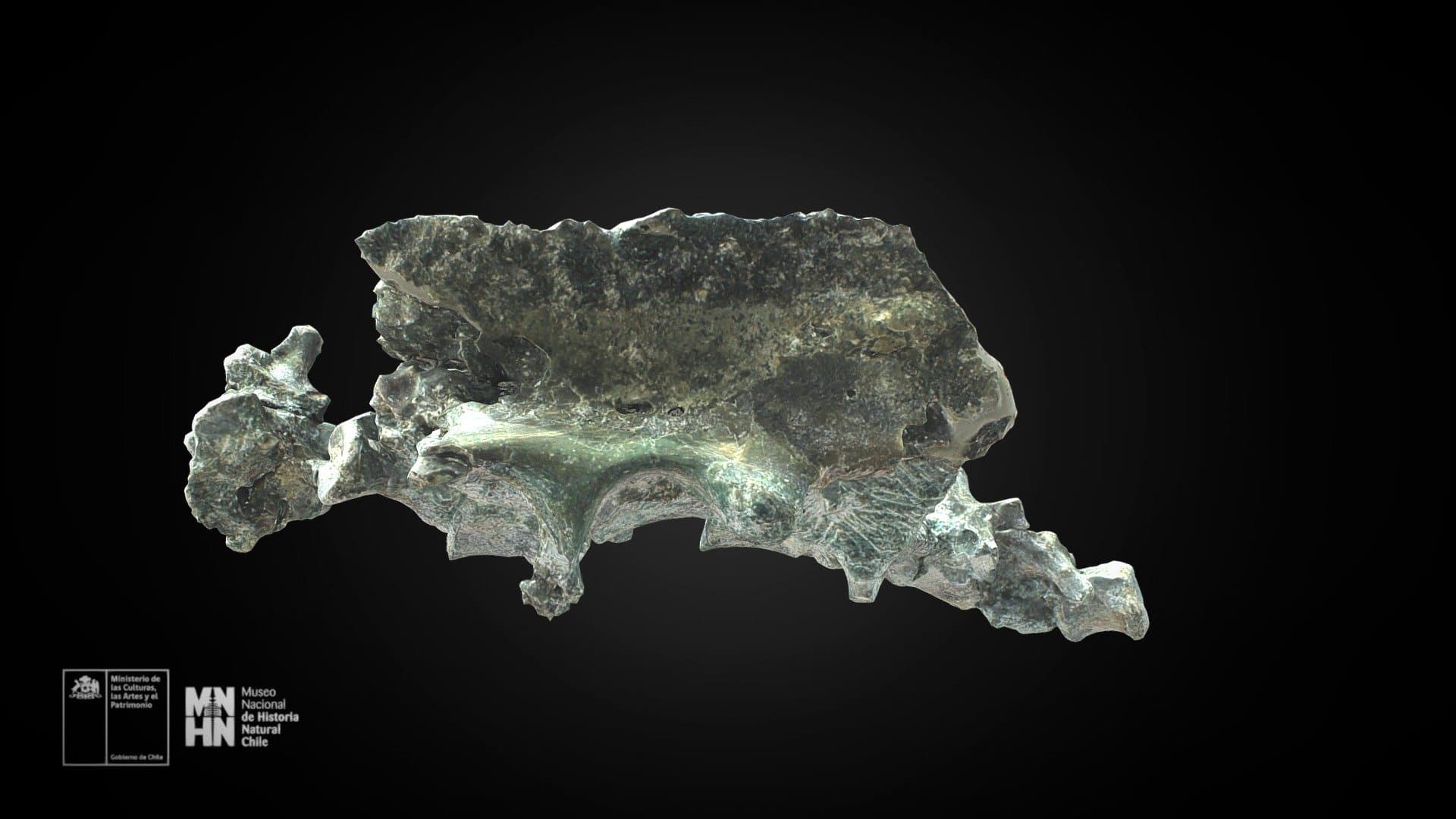 Chilesaurus diegosuarezi. Sacro