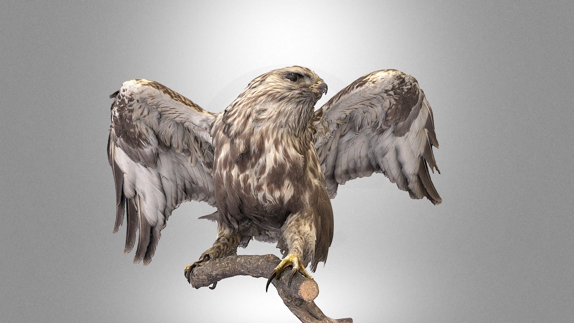 Rough-legged buzzard