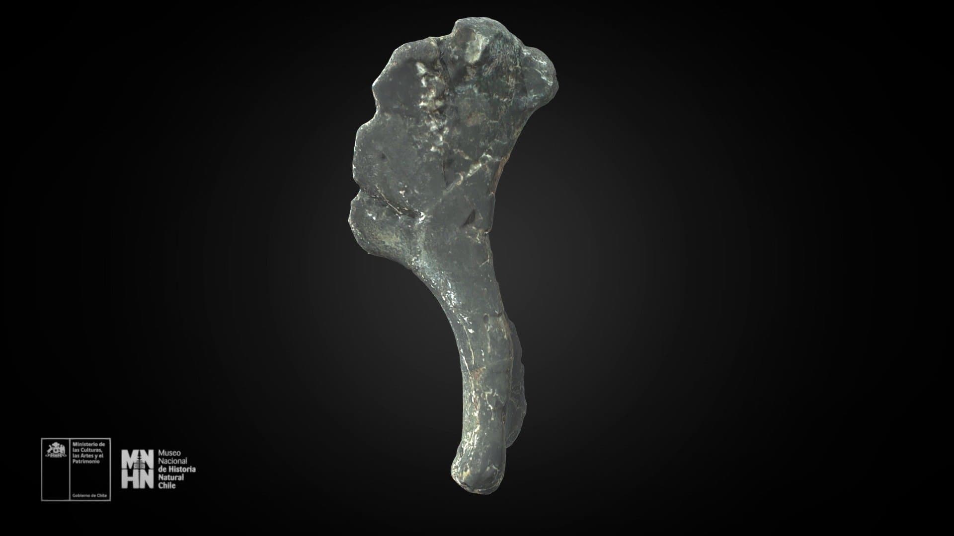 Chilesaurus diegosuarezi. Húmero izquierdo