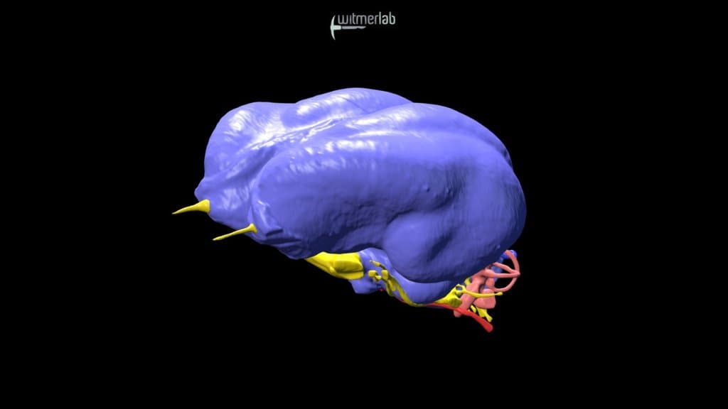 Scarlet Macaw endocast - OUVC 10633