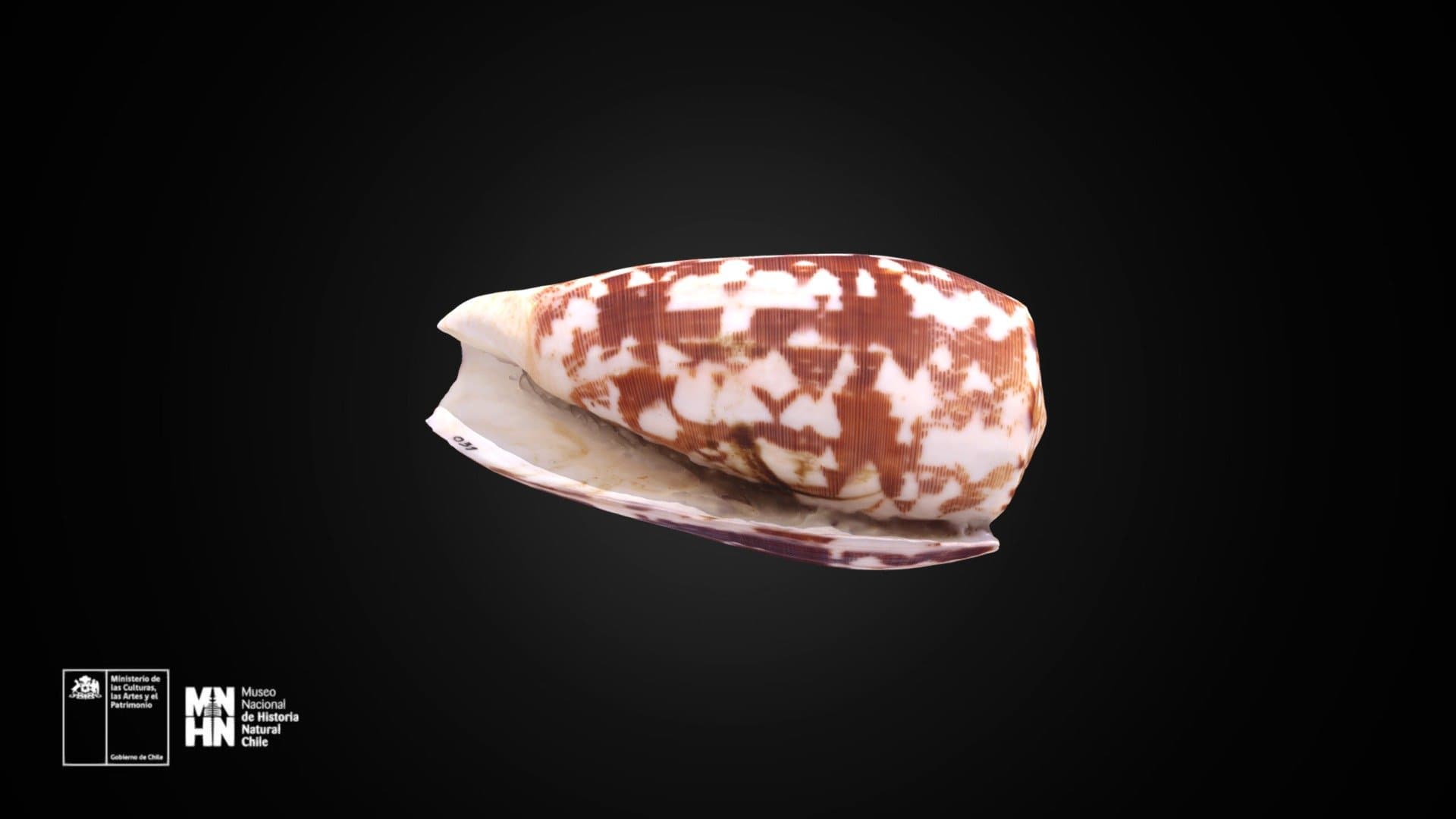 Conus striatus striatus Linnaeus 31, 1758