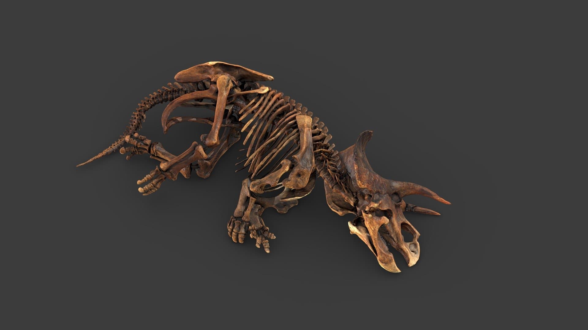 Triceratops Horridus Marsh
