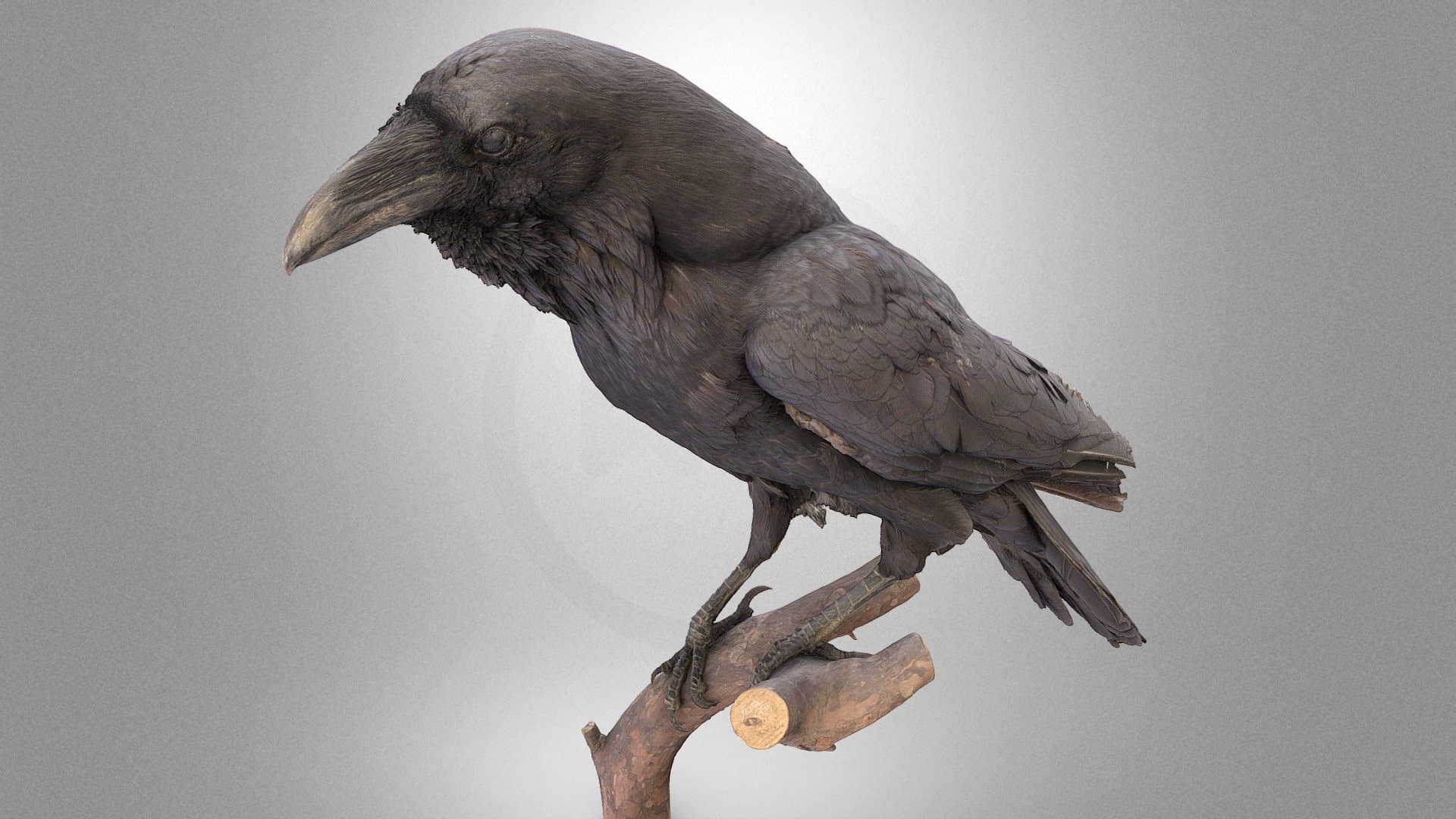 Common raven