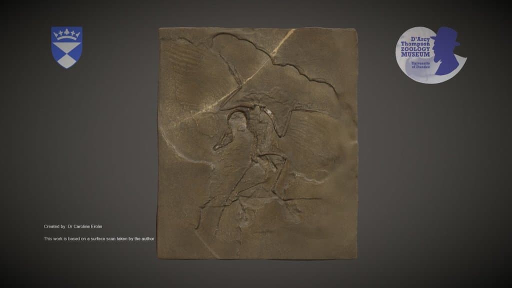 Archaeopteryx fossil cast