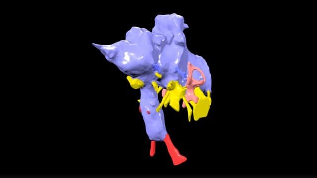 Sarmientosaurus - mobile-friendly brain endocast