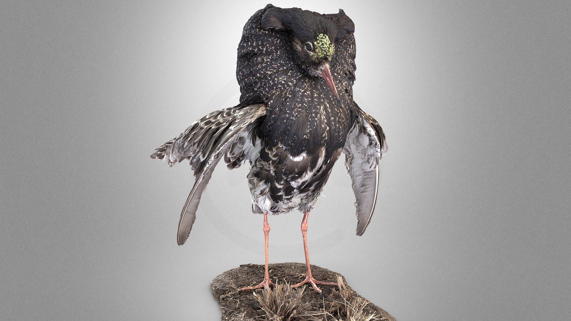 Ruff in breeding plumage