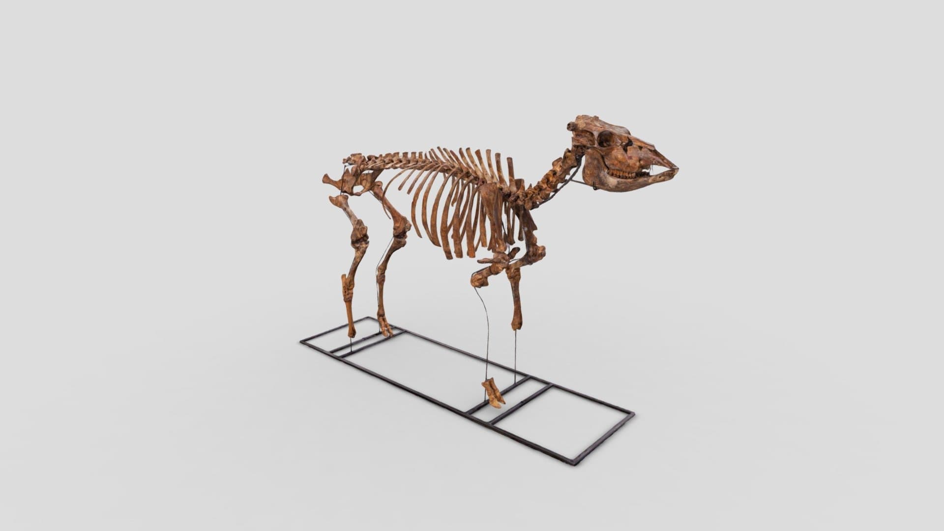 Skelet jonge koe | skeleton young cow (800-1000)
