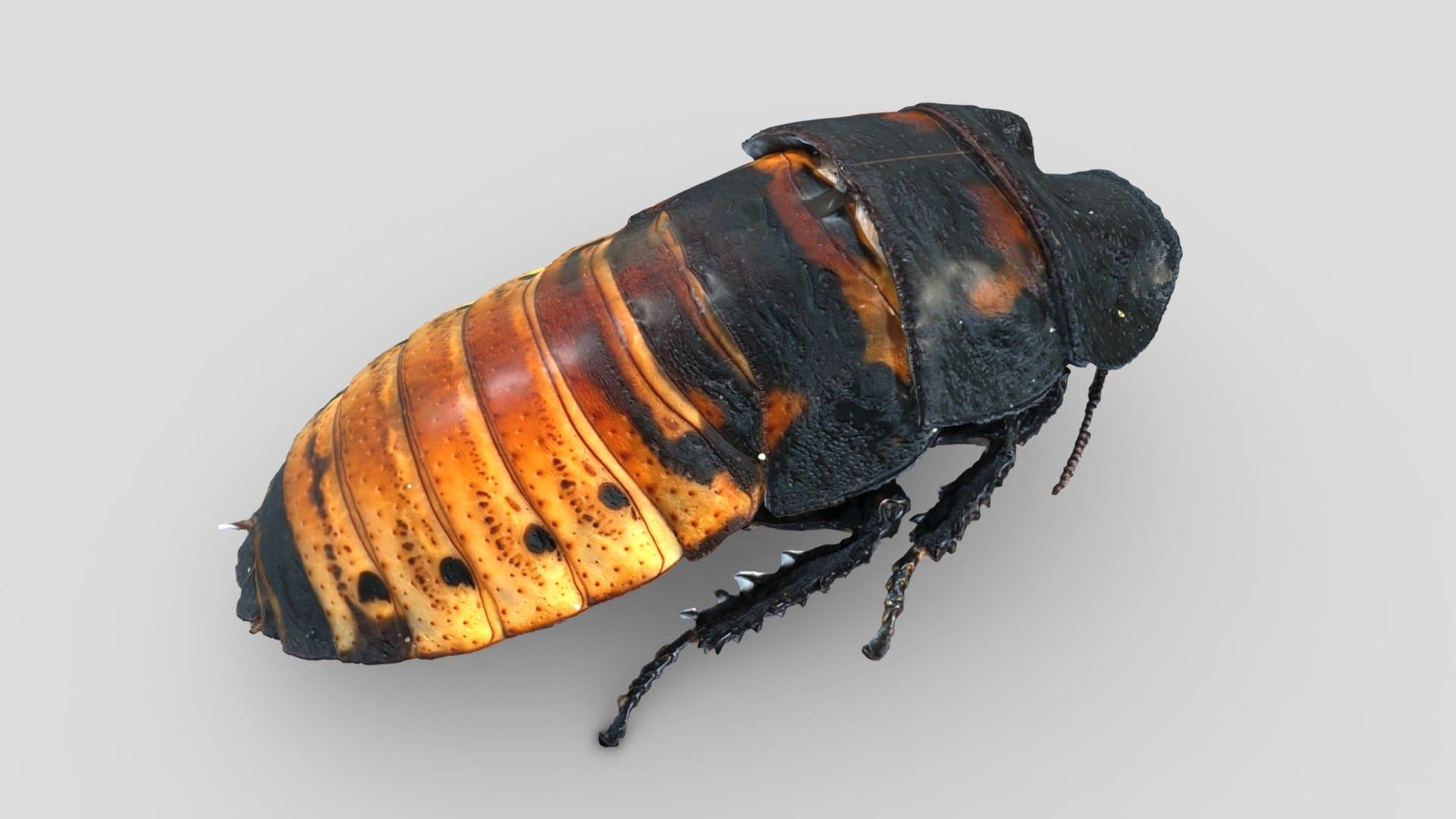 Мадагаскарский таракан | Madagascar cockroach