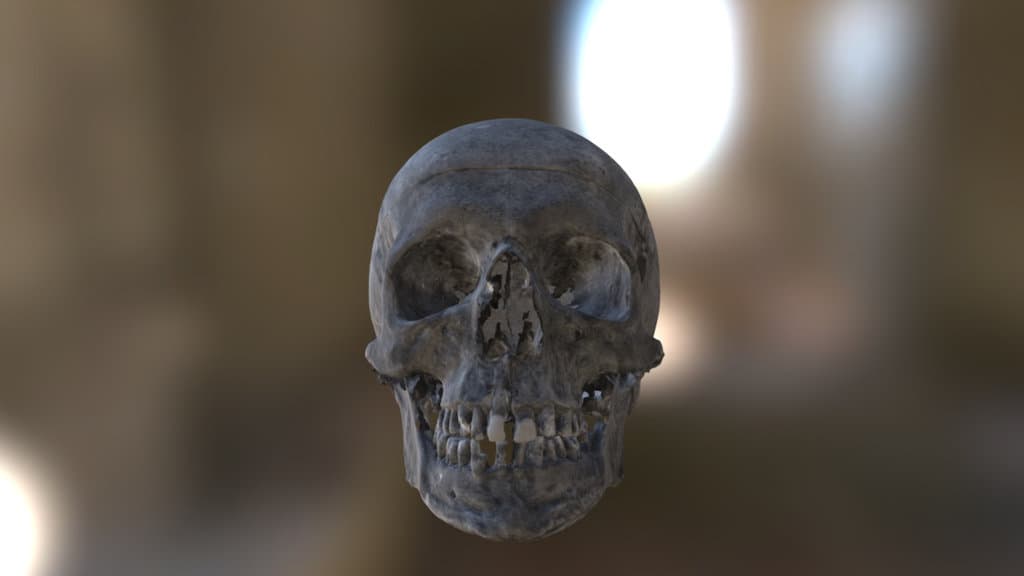 Modern Human Skull