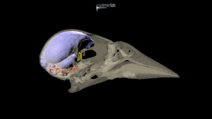 Red-winged Blackbird – brain endocast & skull