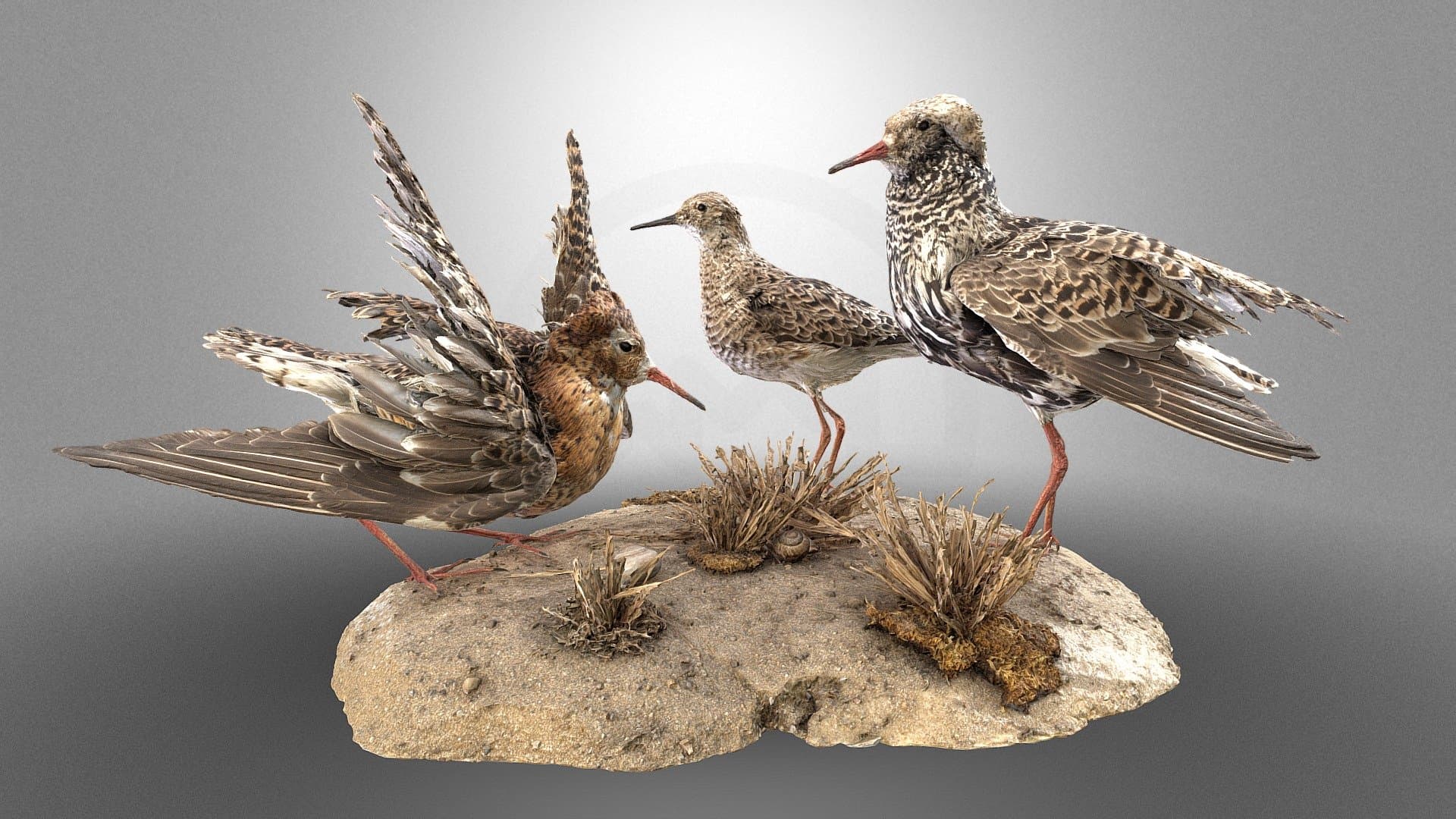 Lekking ruffs