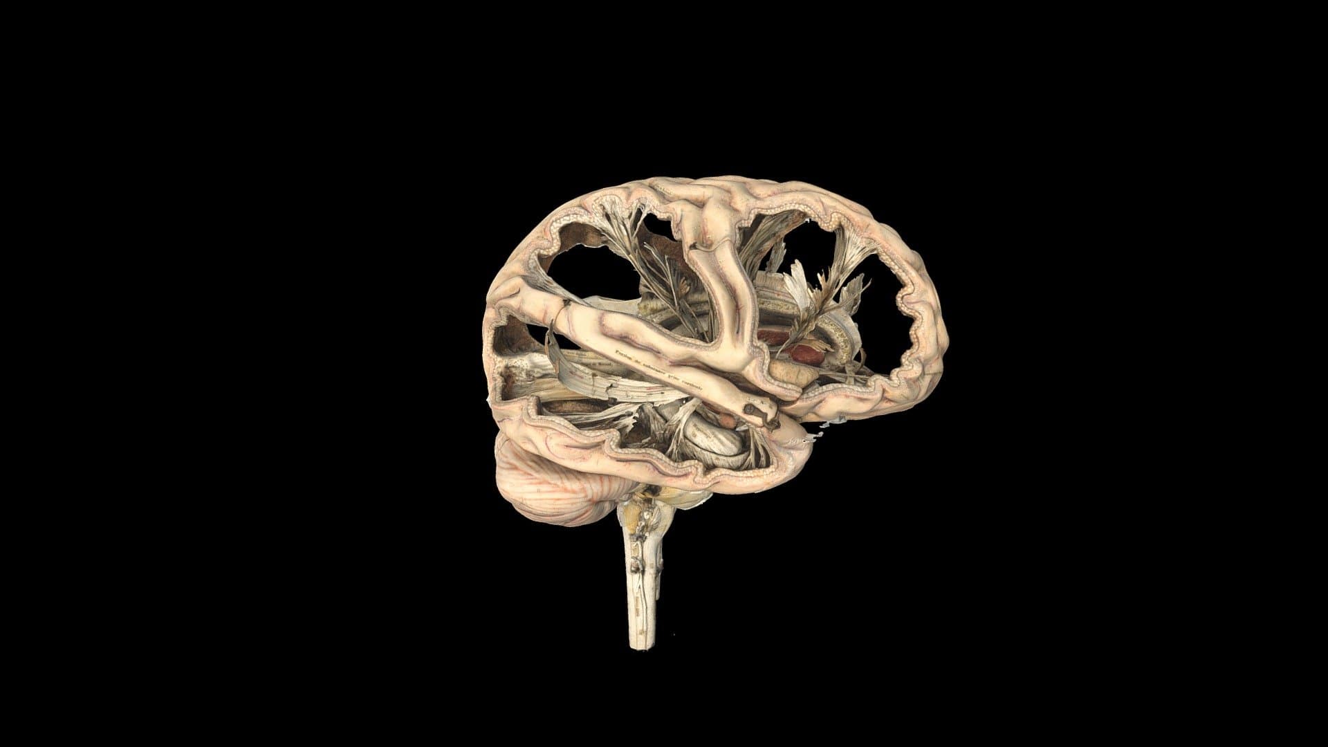 Model of a human brain