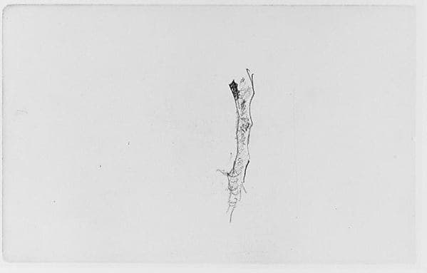 Study of a Tree Limb (from Sketchbook)