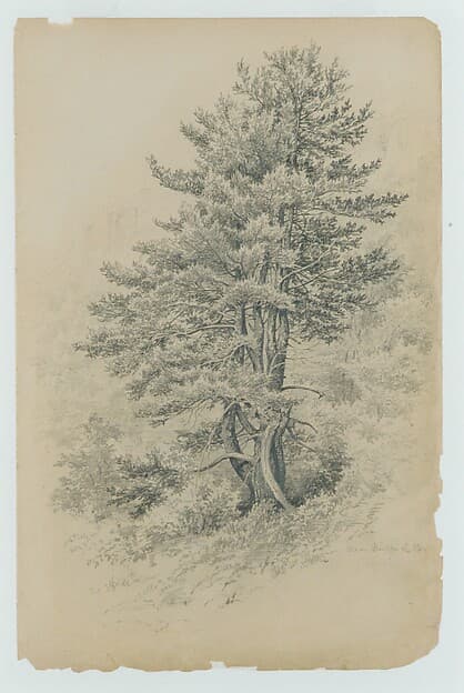 Trees, Near Milford, Pa.