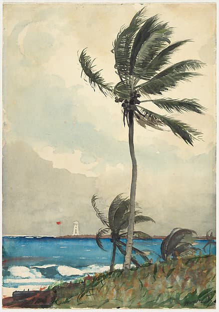 Palm Tree, Nassau