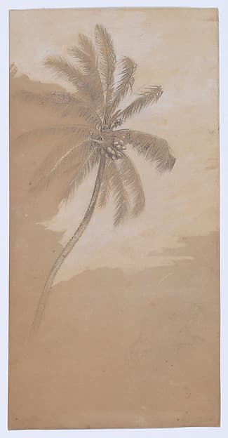 Palm Tree