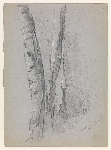 Study of Birch Trunks (Scribners')