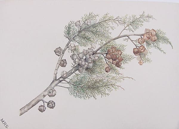 Portrait of Smith, Mary Russell