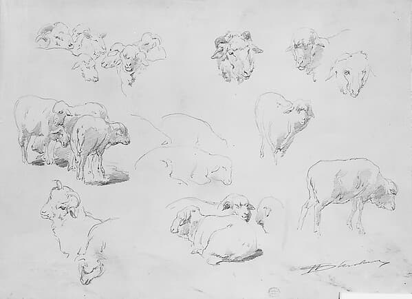 Studies of Sheep