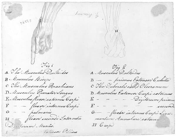 Anotomaical Description of the Hand and the Wrist