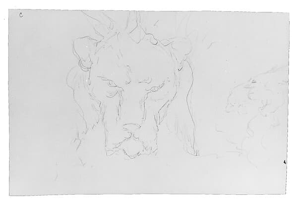 Frontal and Profile Studies of a Lion's Head