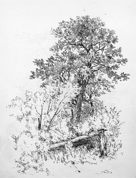 Sugar Maple, Adirondacks