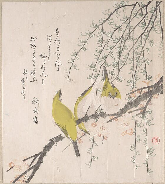 梅と柳に目白|Japanese White-eyes with Plum Tree and Willow, from Spring Rain Surimono Album (Harusame surimono-jō, vol. 3)