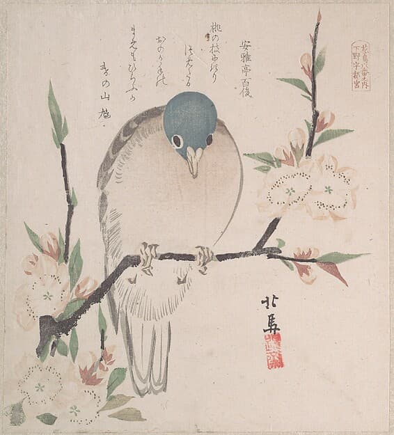 摺物帖 『春雨集』 『花鳥六番之内 下野宇都宮』 桃に山鳩|Spring Rain Collection (Harusame shū), vol. 3: Mountain Dove and Peach Flowers
