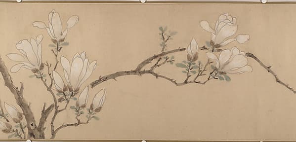 明 佚名（文徵明款） 玉蘭圖 卷|Magnolia