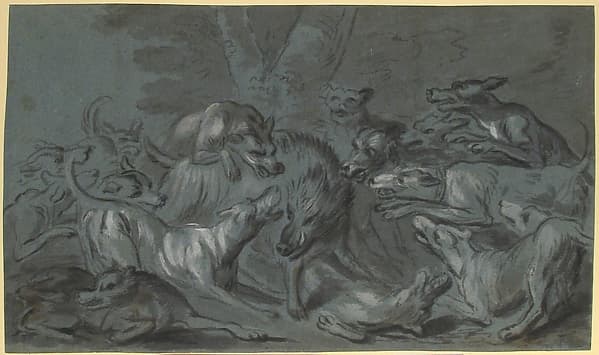 Pack of Dogs Attacking a Wild Boar