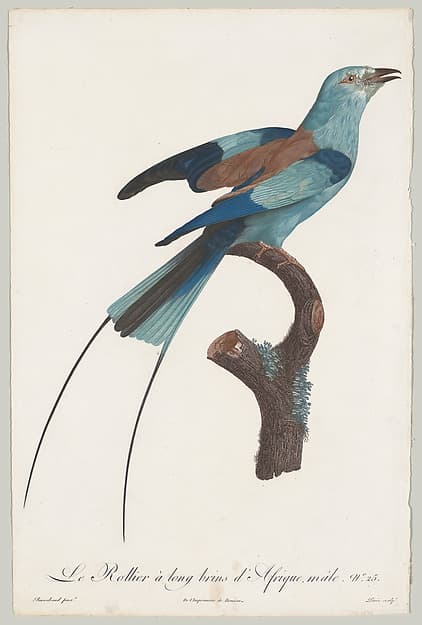 Plate 25, from "Histoire naturelle des perroquets"