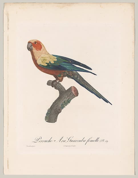 Plate 19, from "Histoire naturelle des perroquets"