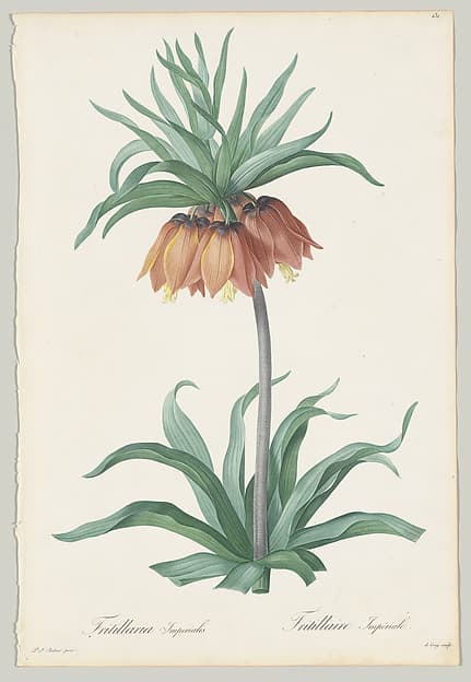 Plate 131, Fritillaria Imperialis, from "Les Liliacées"