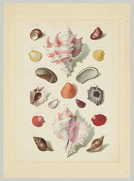 Plate IX, from "Choix de Coquillages et de Crustacés"