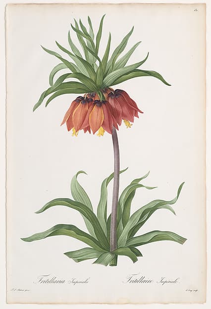Crown Imperial (Fritillaria imperialis), from Les Liliacées