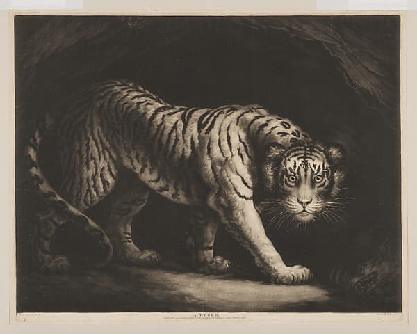 A Tyger