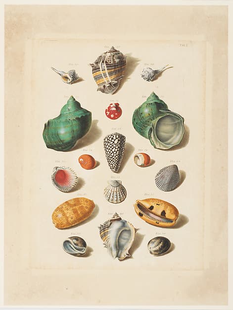 Plate V, from "Choix de Coquillages et de Crustacés"