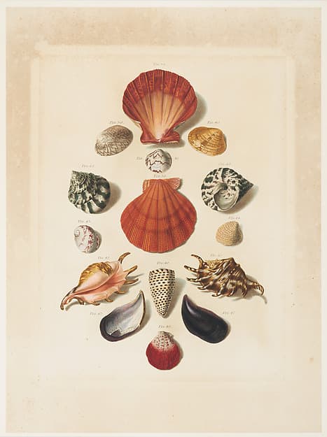 Plate IV, from "Choix de Coquillages et de Crustacés"