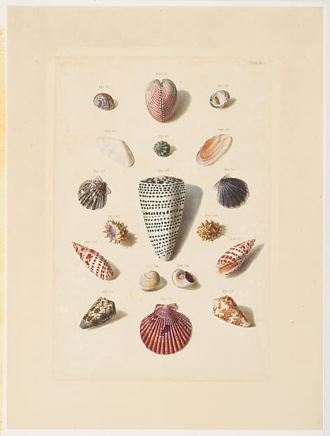 Plate III, from "Choix de Coquillages et de Crustacés"