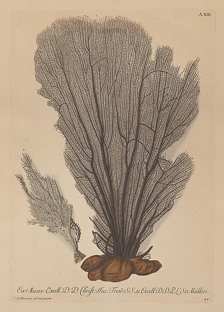 Plate A. XIII, from "Deliciae Naturae Selectae"