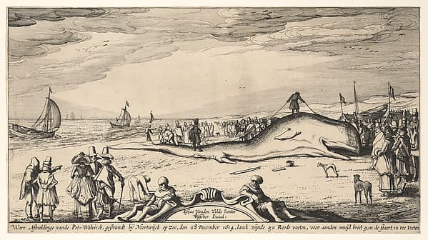Beached Sperm Whale at Noordwijk, 28 December 1614