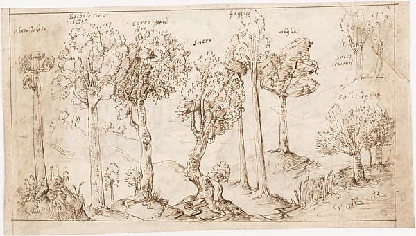 Recto: On Timber, the Species of Trees (Vitruvius, Book 2, Chapter 9, no. 4); Verso: On Timber, the Battle of Larignium (Vitruvius, Book 2, Chapter 9, no. 15)..