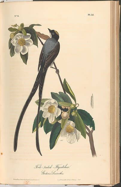 The Birds of America from Drawings Made in the United States
