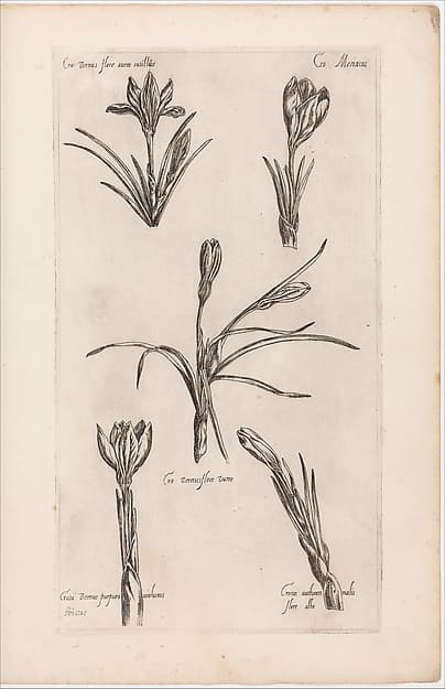 Le Jardin du Roy tres Chrestien Henry IV roy de France et de Navare