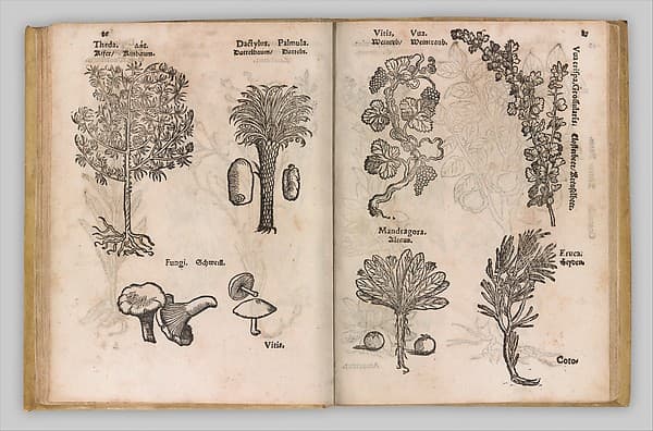I) Herbarum, Arborum, Fructium, Frumentorum, c. 1540 ... II) De Speciali quarundam plantarum, Frankfurt: Egenolff 1552
