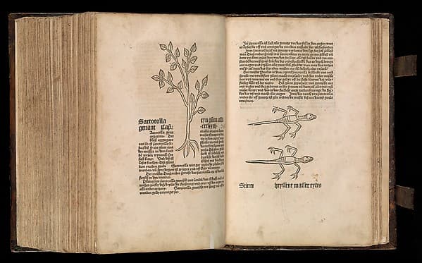 Gart der gesuntheit - Ortus sanitatis (Herbarius)