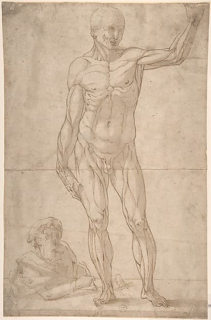 Study of Anatomy (A Youth Drawing an Ecorché of a Standing Man)